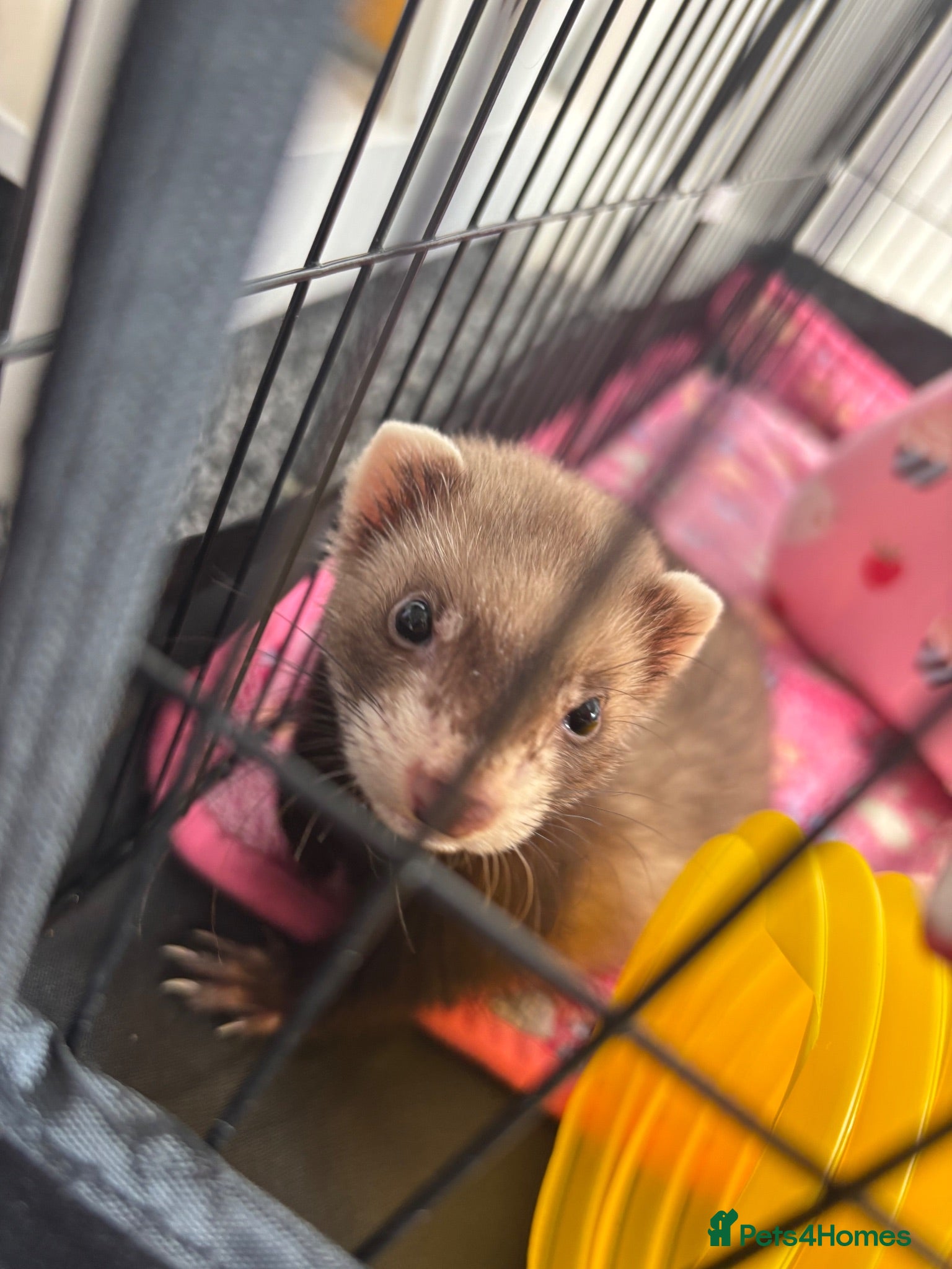 Ferret rodents Jill for sale - Advert 4