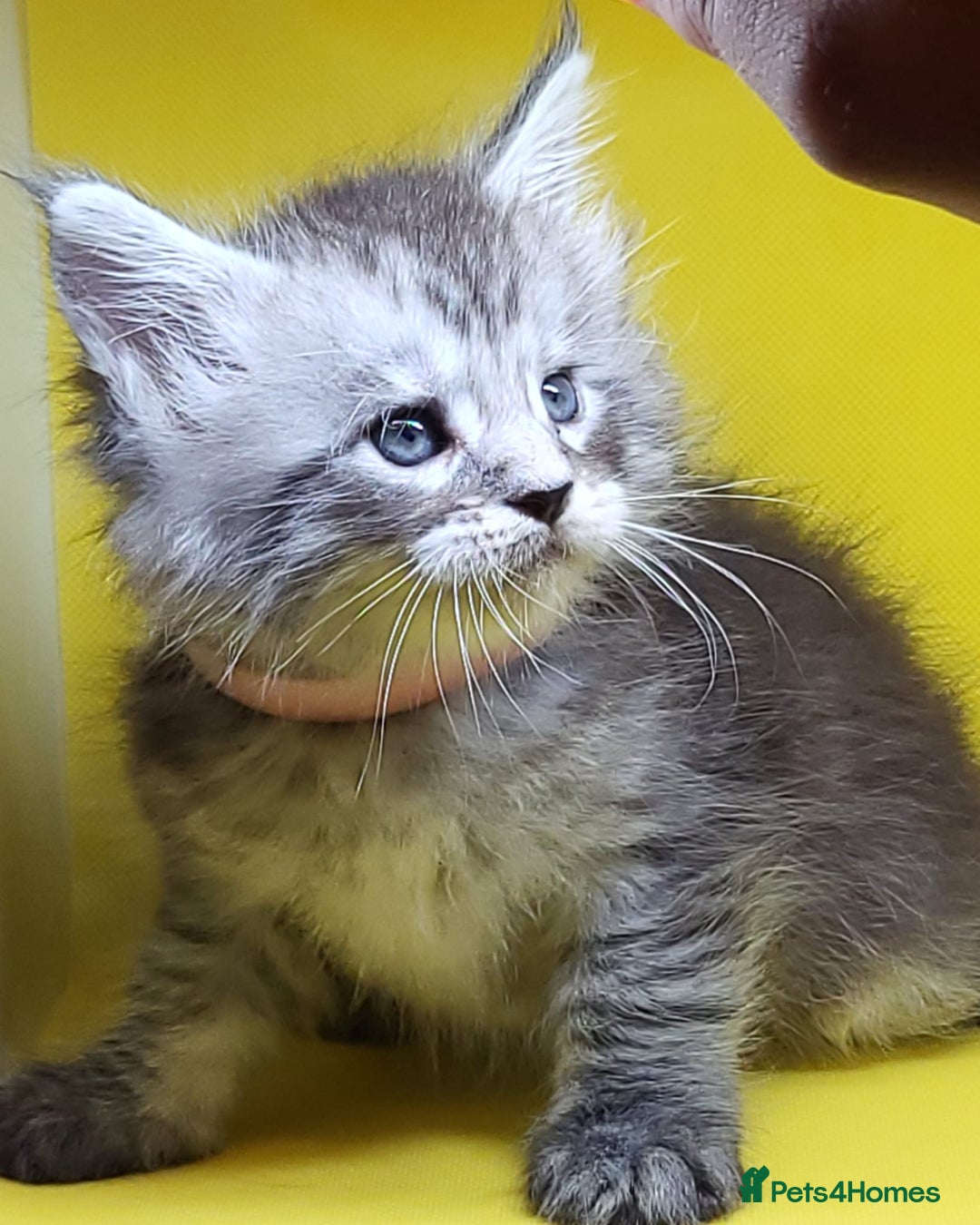 Maine Coon cats for sale: Ready Now Maine Coon kittens - Image 16