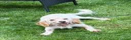 Cocker Spaniel dogs for sale: Beautiful Cocker spaniel puppies for sale - Advert 6