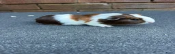 Guinea Pig rodents for sale: Beautiful Baby  Guinea pigs  - Advert 5