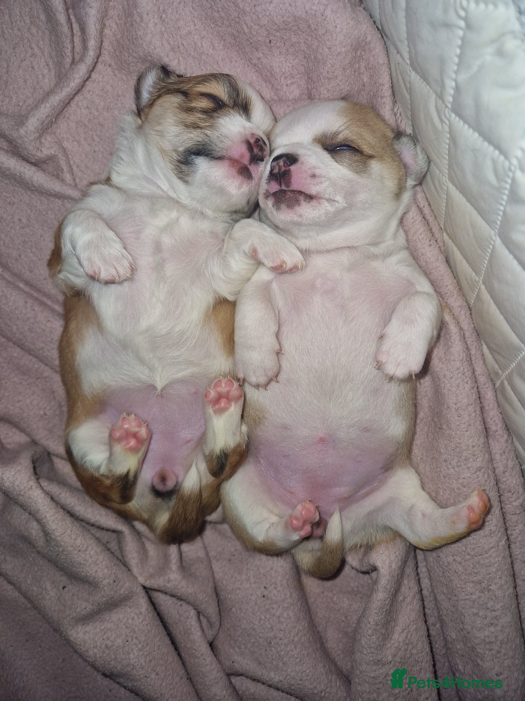 Chihuahua dogs for sale: Beautiful chihuahua girls for sale! - Advert 10