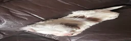 Doxiepoo dogs for sale: Beautiful Doxiepoo Puppies For Sale - Advert 4