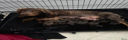 Cocker Spaniel dogs for sale: BEAUTIFUL CHOC AND TAN COCKER PUPS READY NOW!  - Advert 40