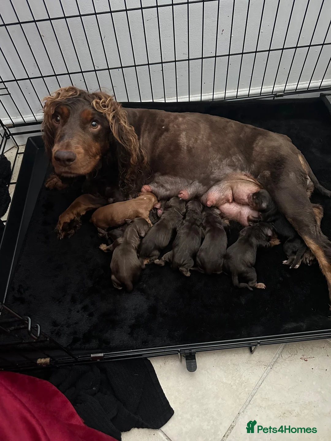 Cocker Spaniel dogs for sale: BEAUTIFUL CHOC AND TAN COCKER PUPS READY NOW!  - Advert 40