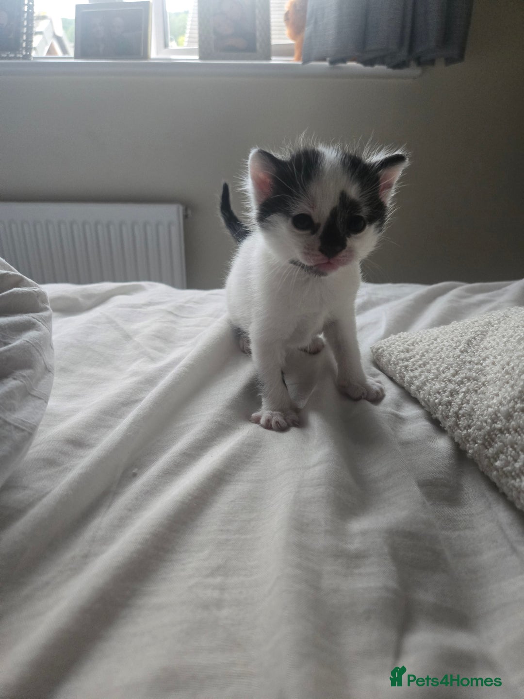 Domestic Shorthair cats for sale: 4 beautiful kittens - Image 7