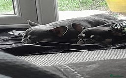 French Bulldog dogs for sale: Female French null dog - Image 1