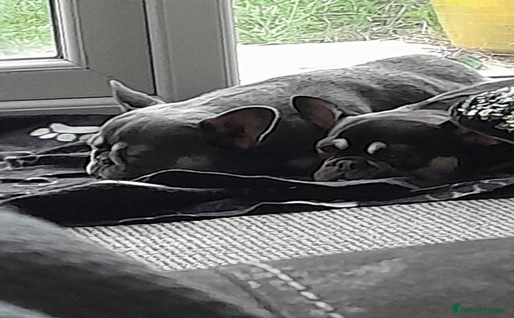 French Bulldog dogs - Advert 15