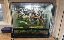 Gecko reptiles for sale: 3 mixed gold dust day geckos & 2 poison dart frogs - Advert 4