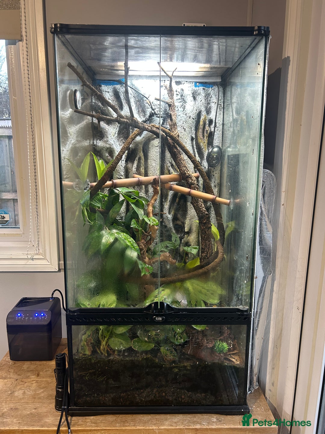 Gecko reptiles for sale: 3 mixed gold dust day geckos & 2 poison dart frogs - Advert 4