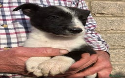 Border Collie dogs for sale: Pure border collies ready now  - Image 22