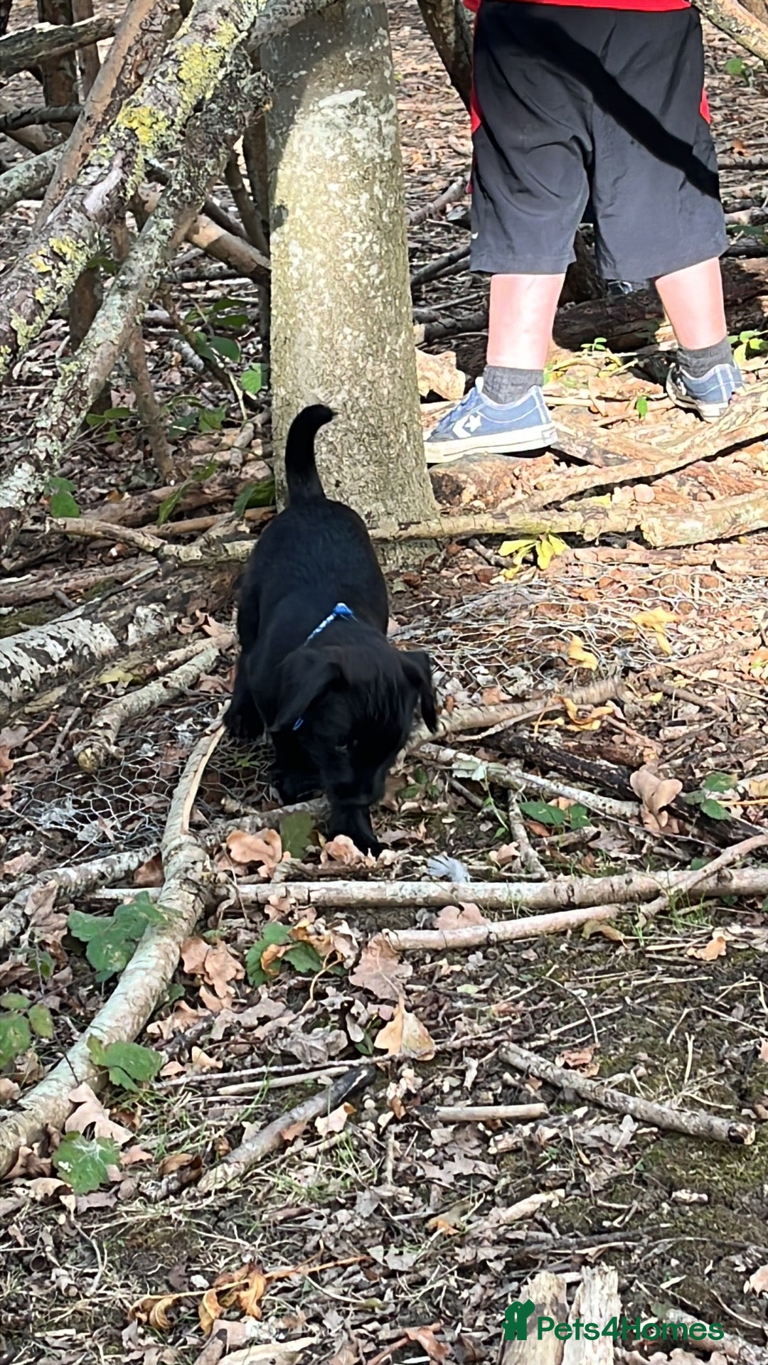 Patterdale Terrier dogs Patterdale terrier puppy boy x 1 11 weeks old  - Advert 1