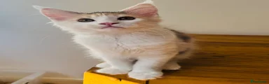 Maine Coon 3