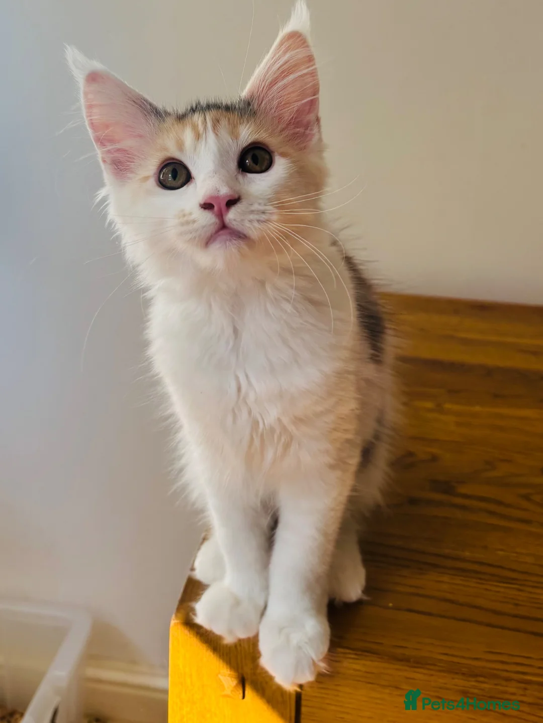 Maine Coon cats for sale: Pure bred Maine coon Kittens  - Advert 22