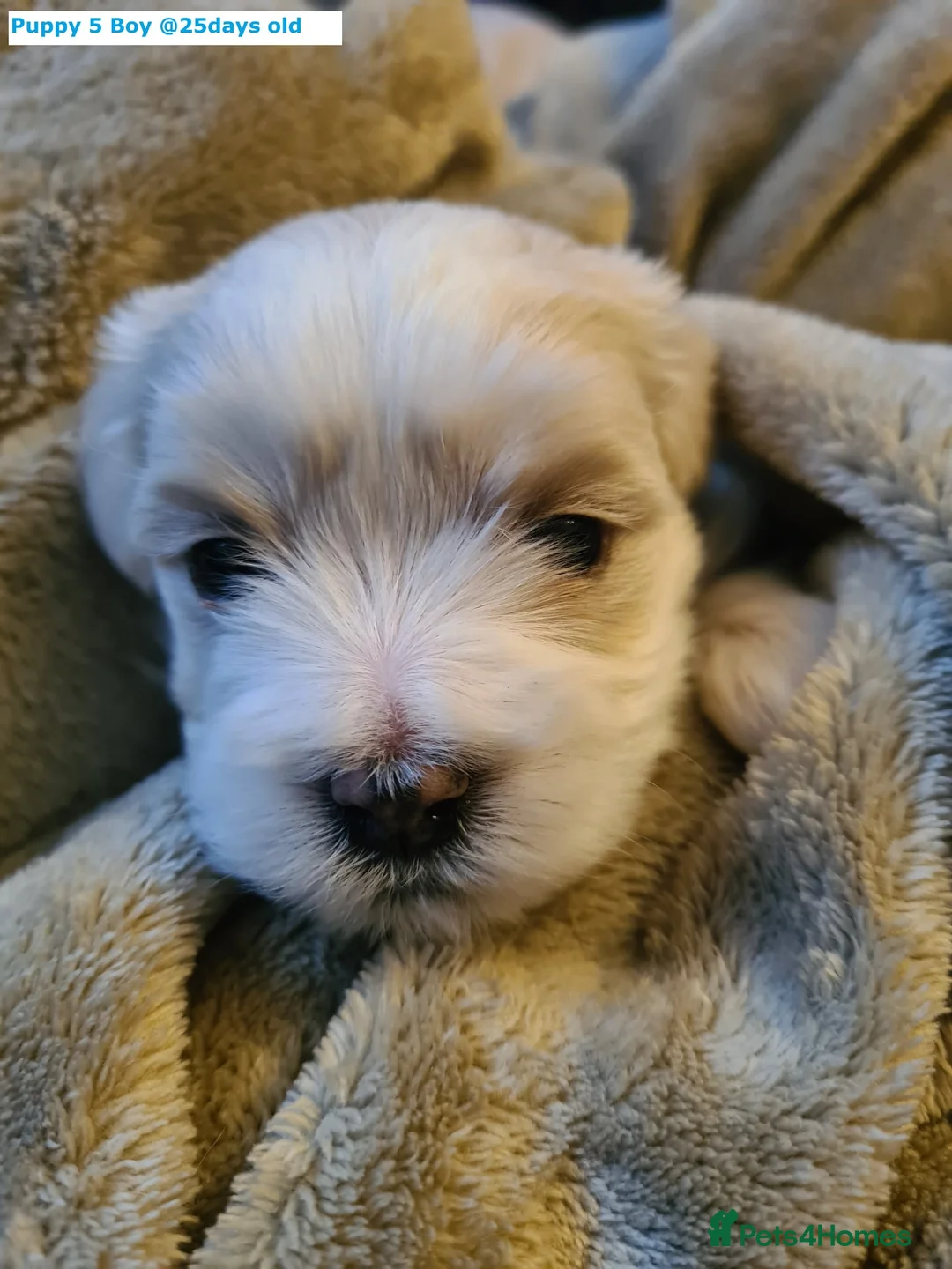 Maltese dogs for sale: Adorable Maltese puppies looking for forever home! - Advert 11