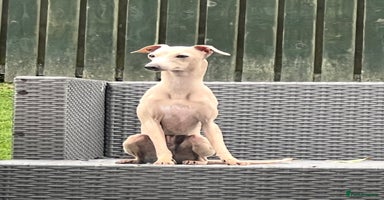 Italian Greyhound dogs - Advert 2