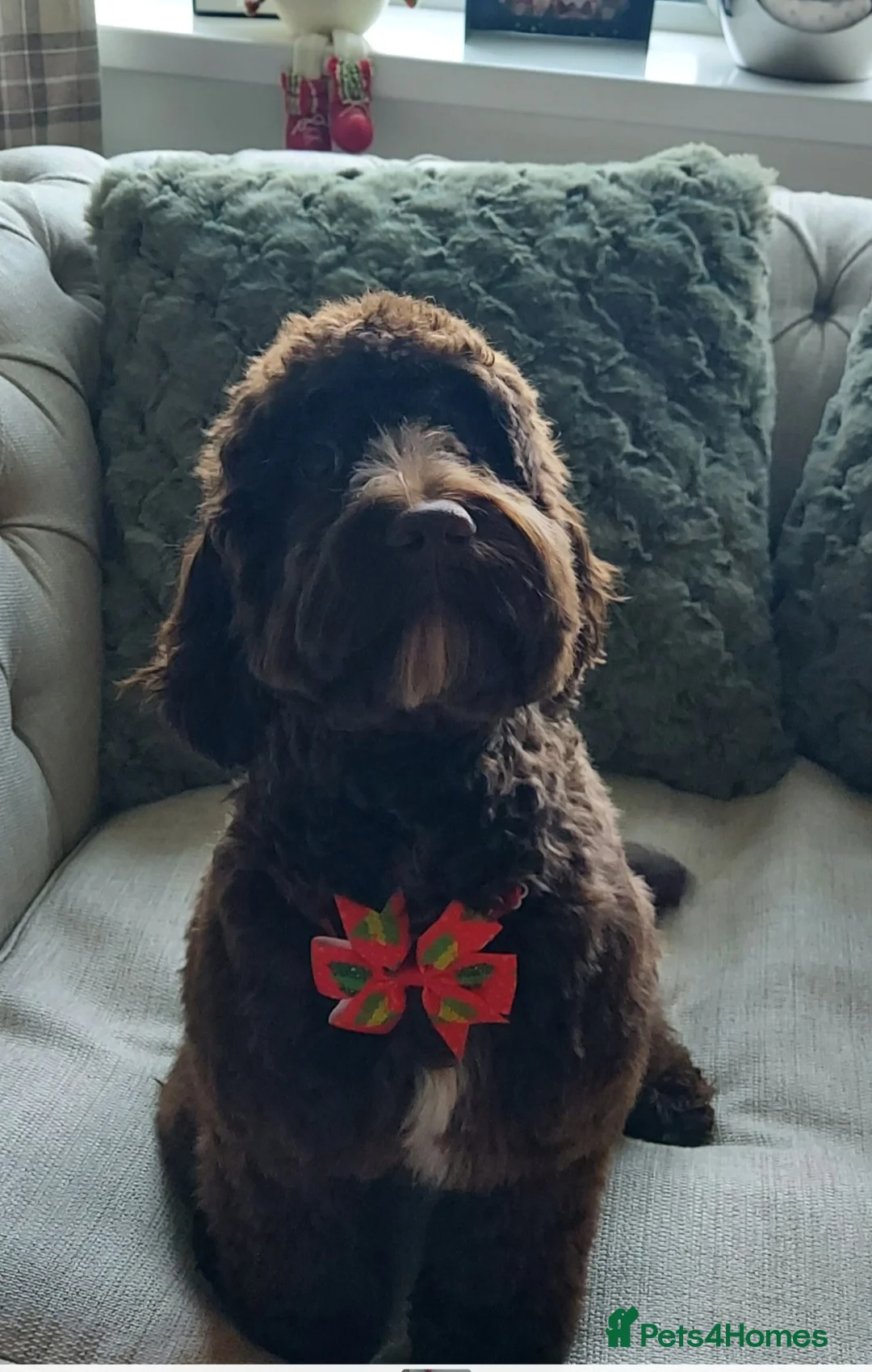 Cockapoo dogs for sale: Beautiful Chocolate Cockapoo Girl  - Advert 1