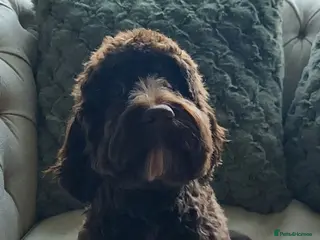 Cockapoo dogs Beautiful Chocolate Cockapoo Girl - Advert 2