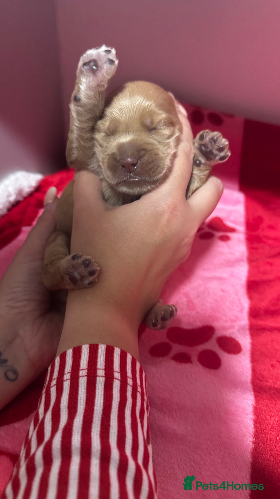 Goldendoodle dogs for sale: Golden doodle puppy’s for sale  - Advert 16