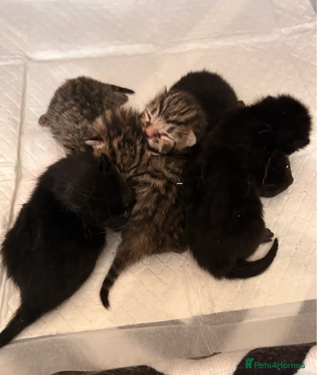 British Shorthair cats for sale: Kittens for sale in Callington - Advert 2