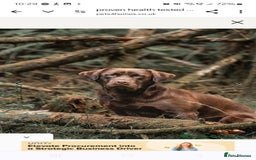 Labrador Retriever dogs for sale: six boys and six girls - Image 4