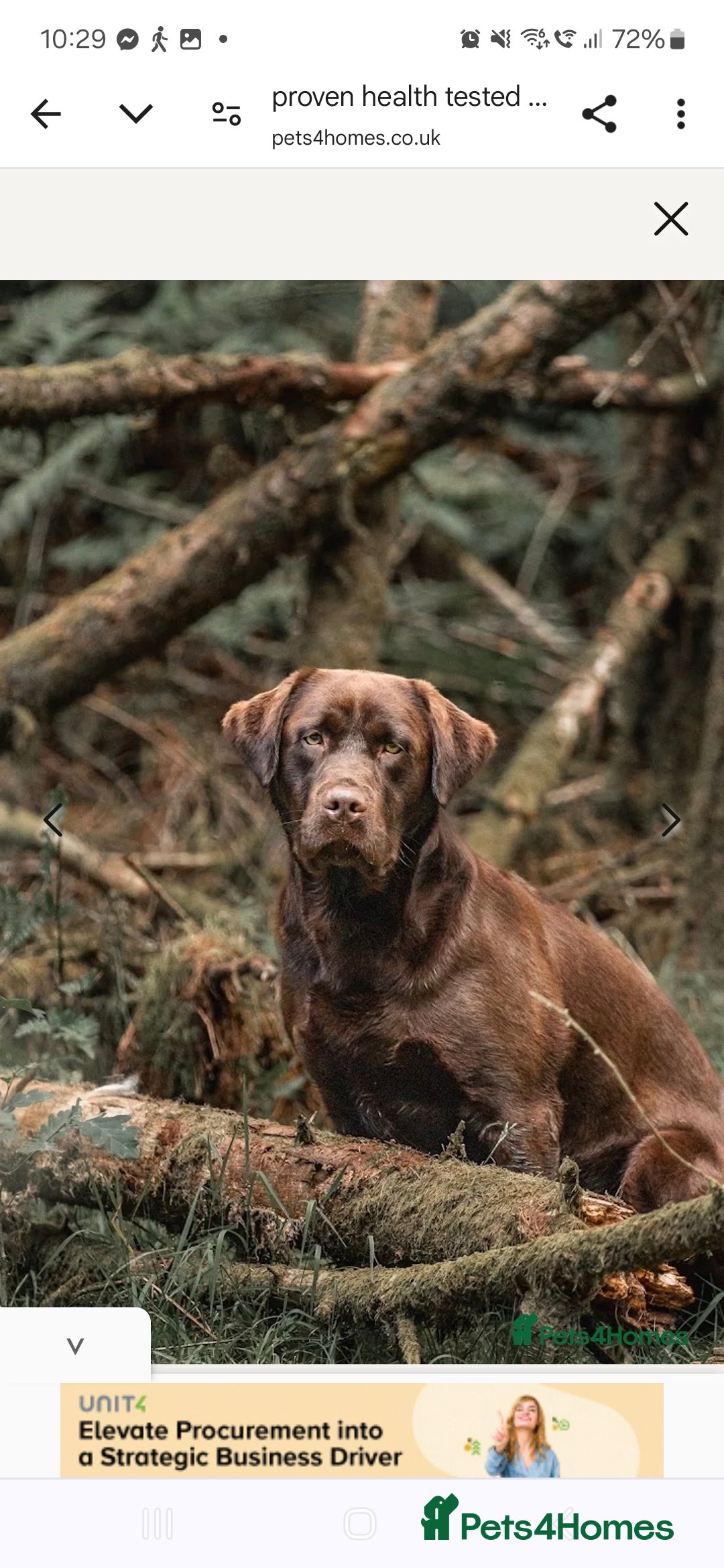 Labrador Retriever dogs for sale: six boys and six girls - Image 4