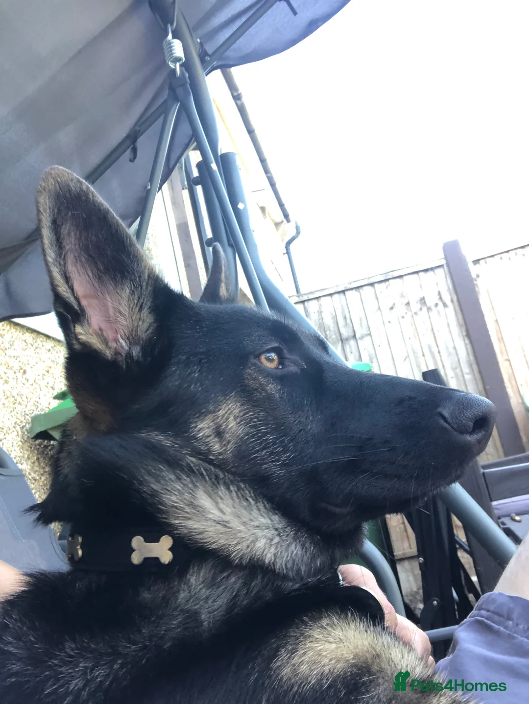 German Shepherd dogs for sale: 11 months old bitch  - Advert 3