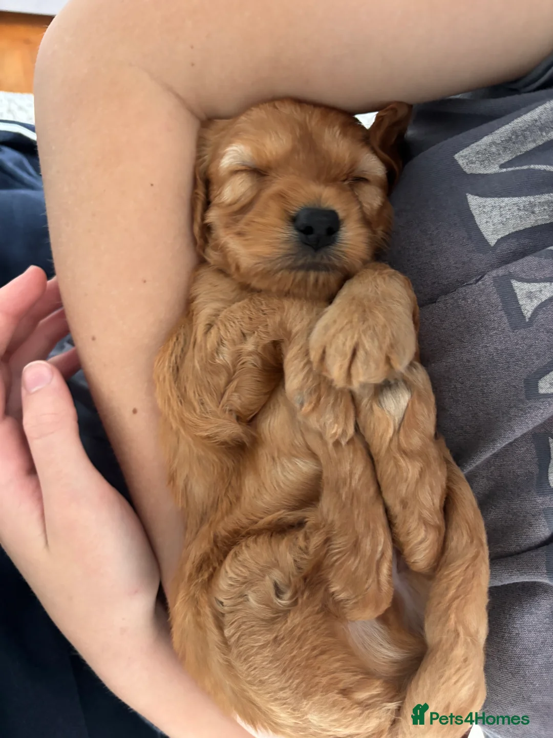 Cockapoo dogs for sale: F2 Cockapoo- Red - Advert 2