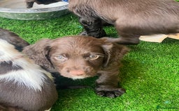 Cocker Spaniel dogs for sale: 🐾 Gorgeous working Cocker Spaniel puppies 🐶  - Image 11