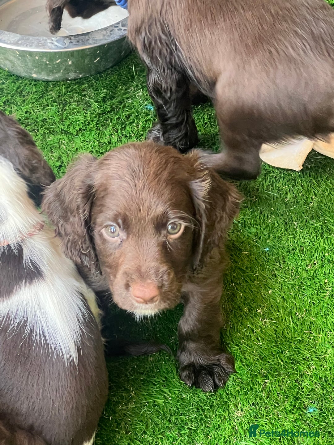 Cocker Spaniel dogs for sale: 🐾 Gorgeous working Cocker Spaniel puppies 🐶  - Image 11