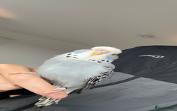 Budgerigars birds for sale: Pair of Budgies and Wooden Cage - Advert 4