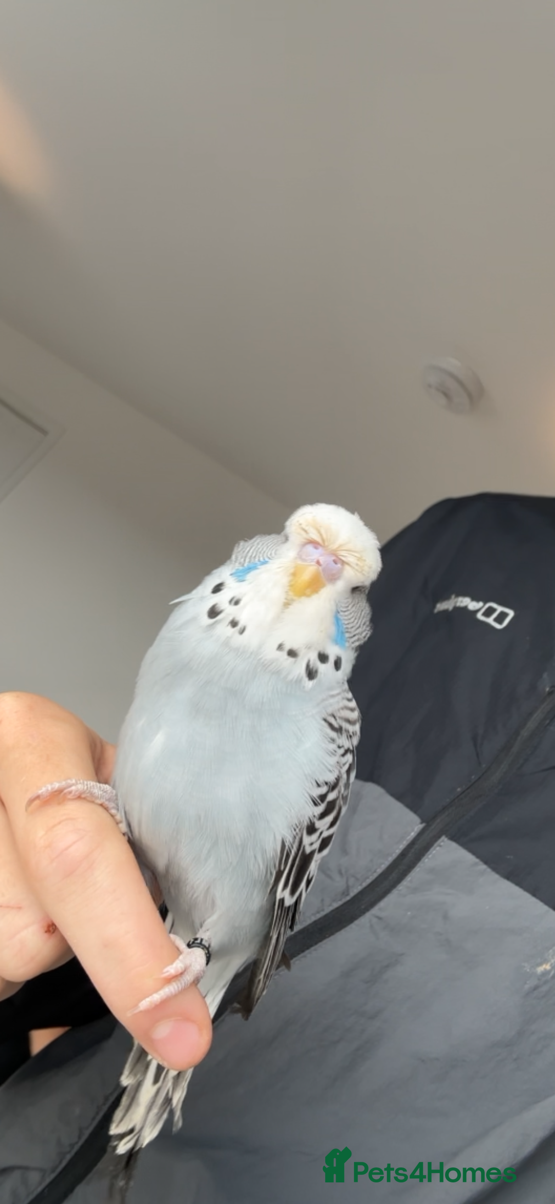 Budgerigars birds for sale: Pair of Budgies and Wooden Cage - Advert 4