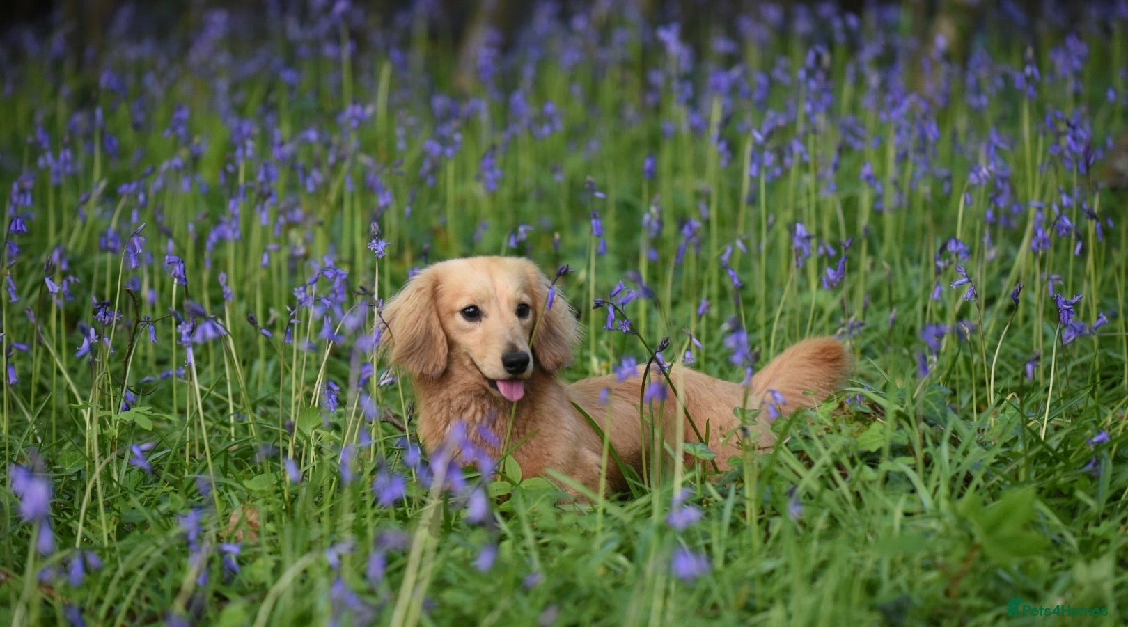 Miniature Dachshund dogs Shaded cream miniature longhaired Stud in Newton Abbot - Advert 12