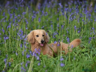 Miniature Dachshund dogs in Newton Abbot - Advert 14