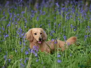 Miniature Dachshund dogs Shaded cream miniature longhaired Stud in Newton Abbot - Advert 11