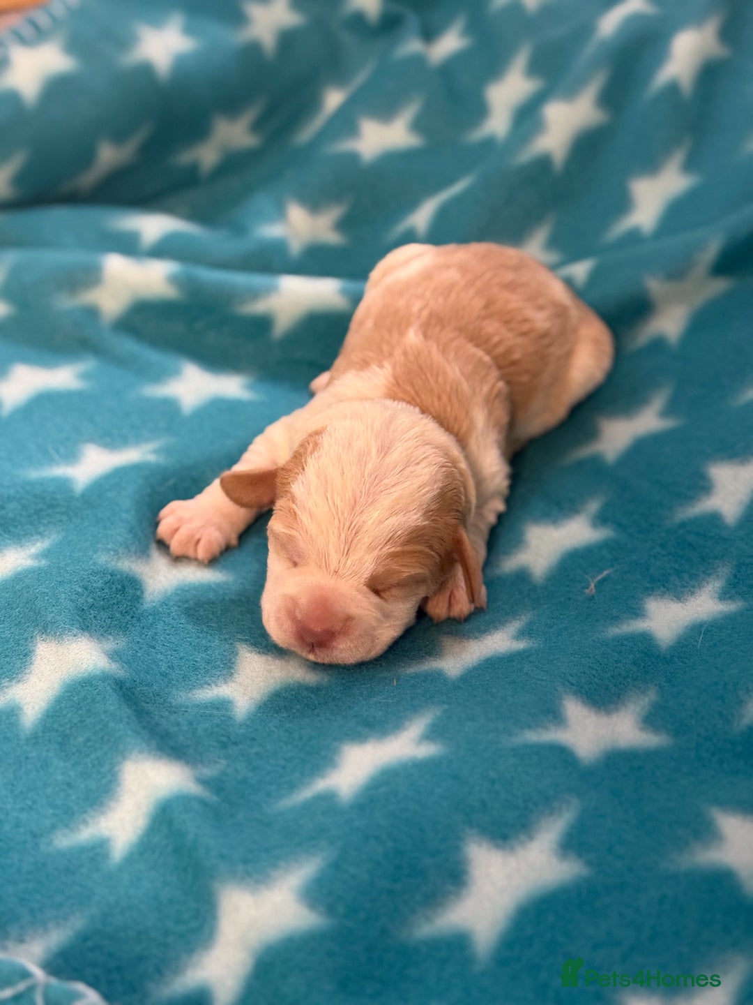 Cockapoo dogs for sale: 4 males and 1 female  - Advert 5