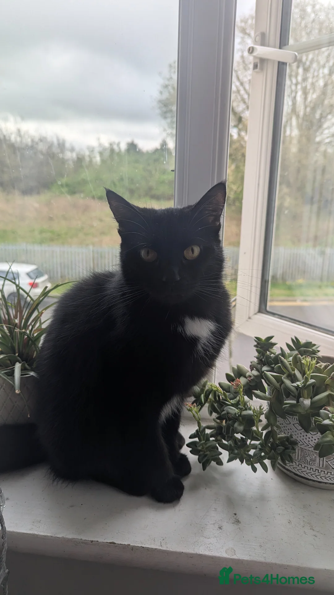 Mixed Breed cats for sale: Salem (FREE) - Advert 1