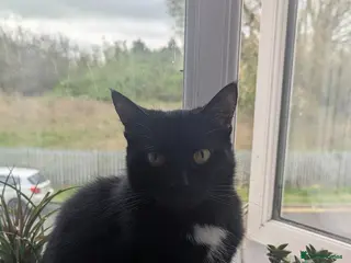 Mixed Breed cats Salem (FREE) - Advert 2