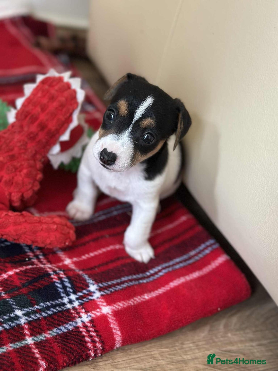 Jack Russell dogs for sale: Jack Russell Pure Breed Puppy’s  - Image 37