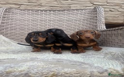 Miniature Dachshund dogs for sale: Miniature dachshunds (council licensed breeder) - Image 7