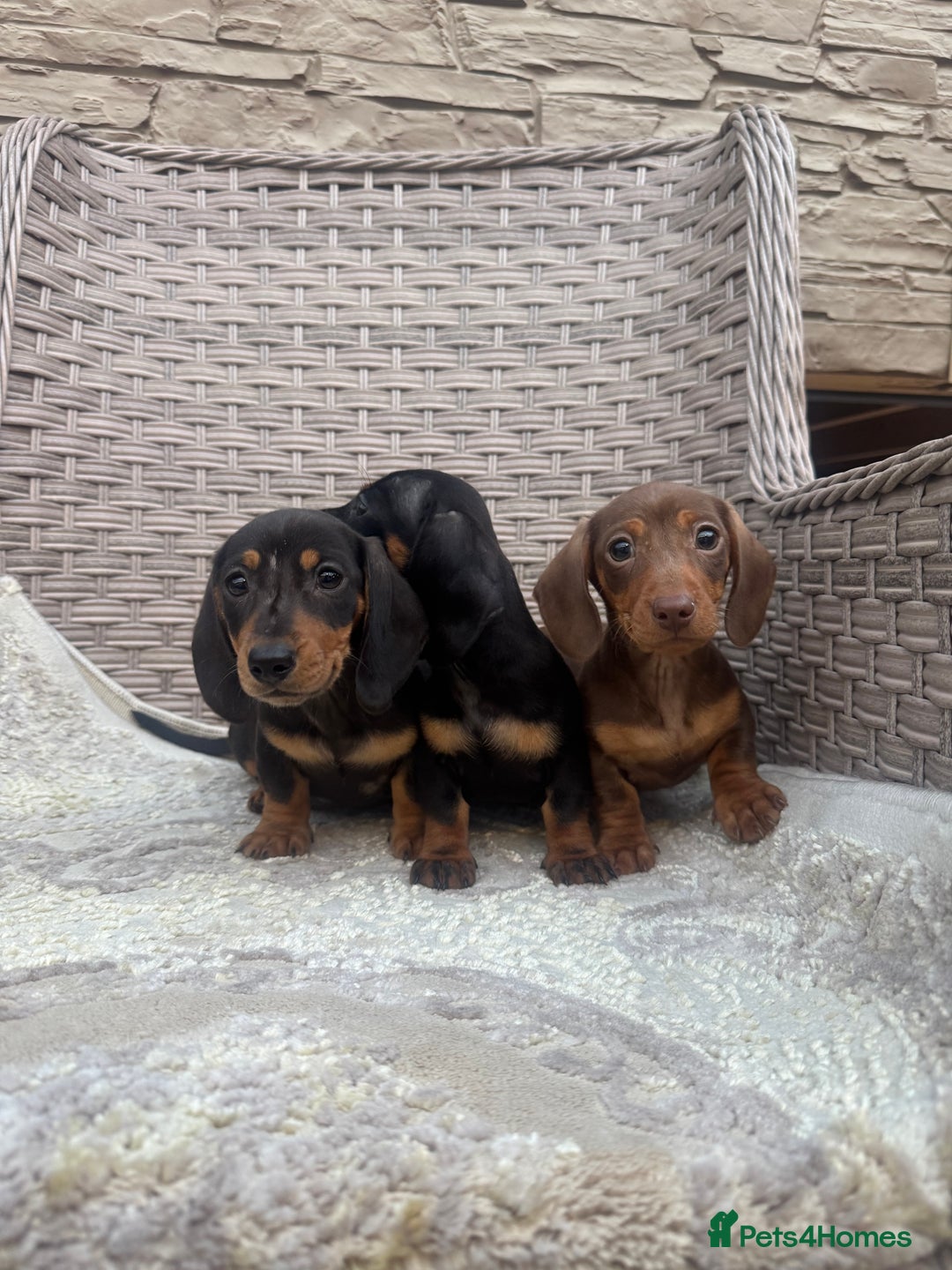 Miniature Dachshund dogs for sale: Miniature dachshunds (council licensed breeder) - Image 7