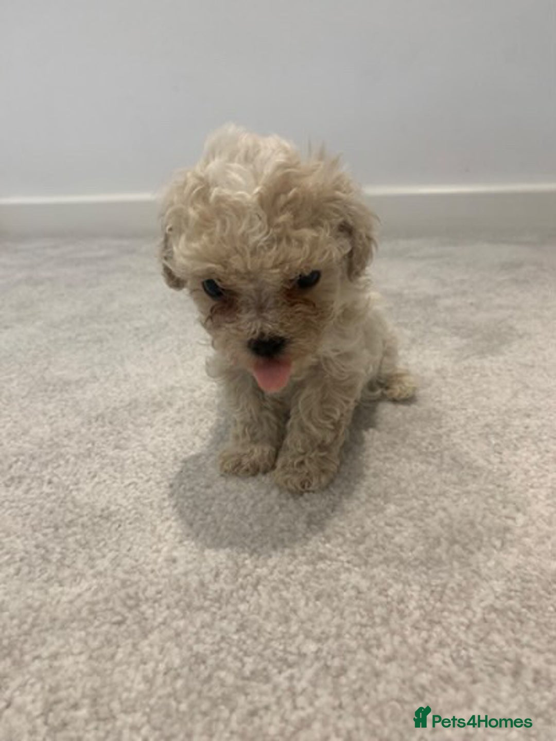 Maltipoo dogs for sale: Minature Maltipoo puppies  - Advert 3
