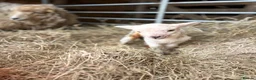 Sheep livestock for sale: Ewe and ewe lamb  - Advert 1