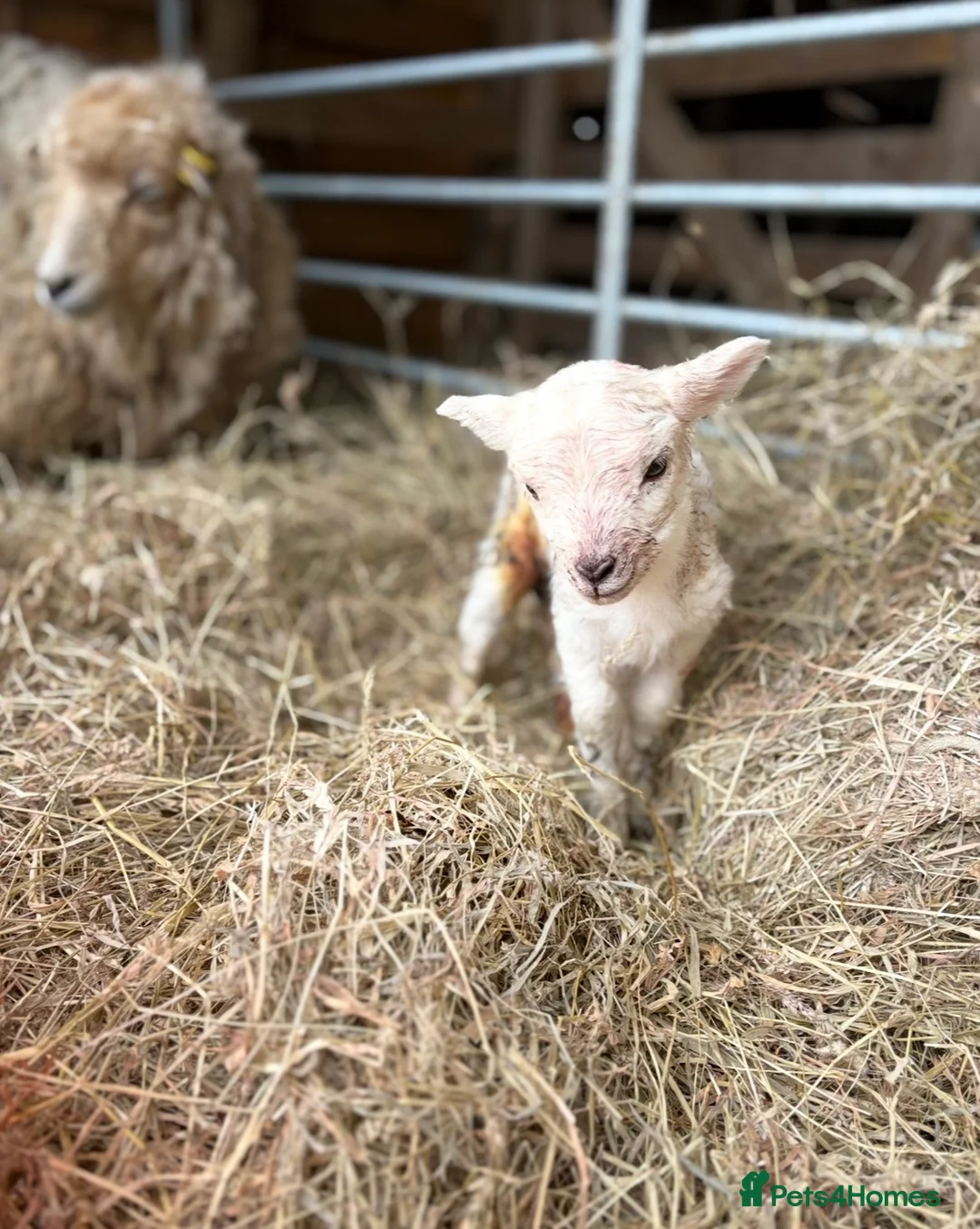 Sheep livestock for sale: Ewe and ewe lamb  - Advert 1