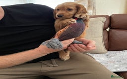 Cocker Spaniel dogs for sale:  Cocker spaniel puppies  - Advert 12