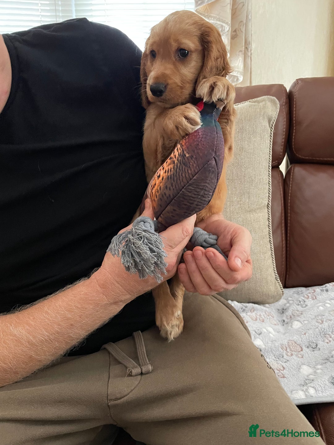 Cocker Spaniel dogs for sale:  Cocker spaniel puppies  - Advert 12