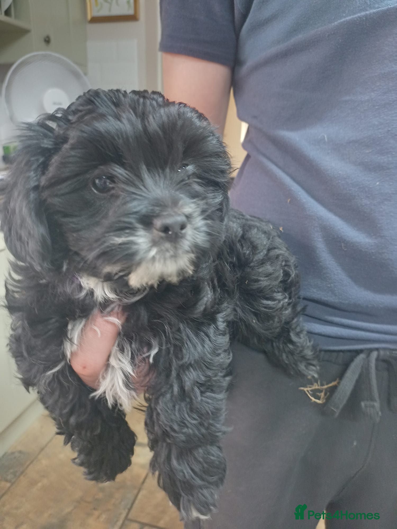 Yorkiepoo dogs Yorkiepoo puppys - Advert 2