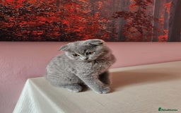 Russian Blue cats for sale: Russian Blue kittens  - Image 2