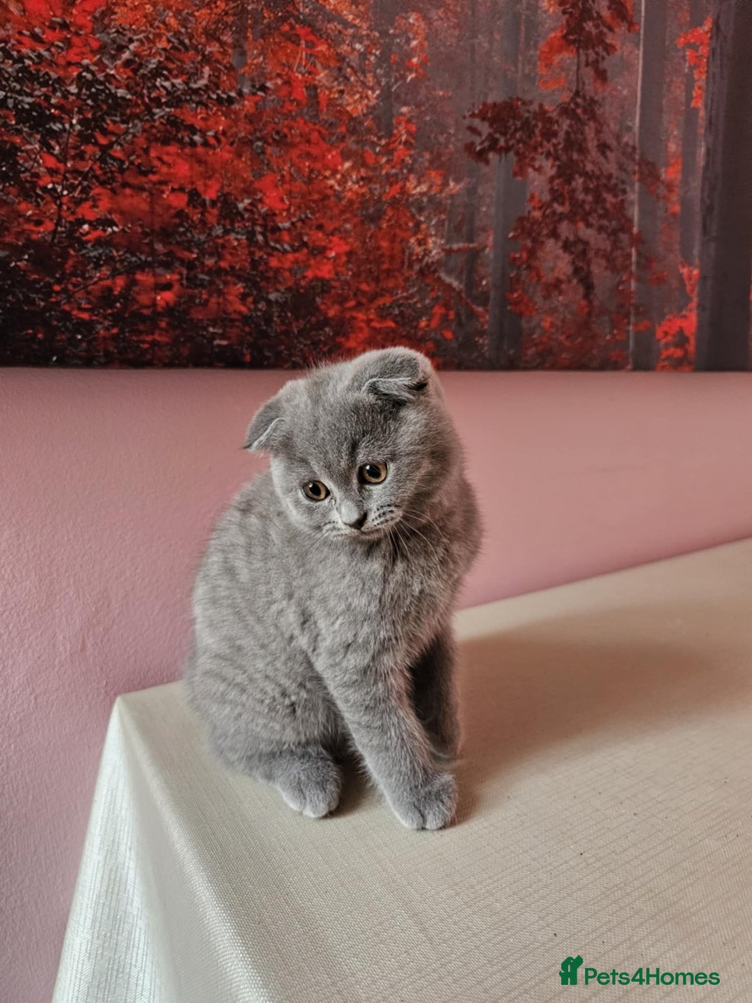 Russian Blue cats for sale: Russian Blue kittens  - Image 2