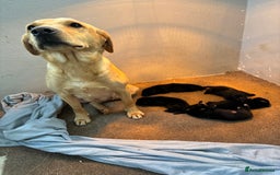 Borador dogs for sale: Labrador X Collie pups - Image 1