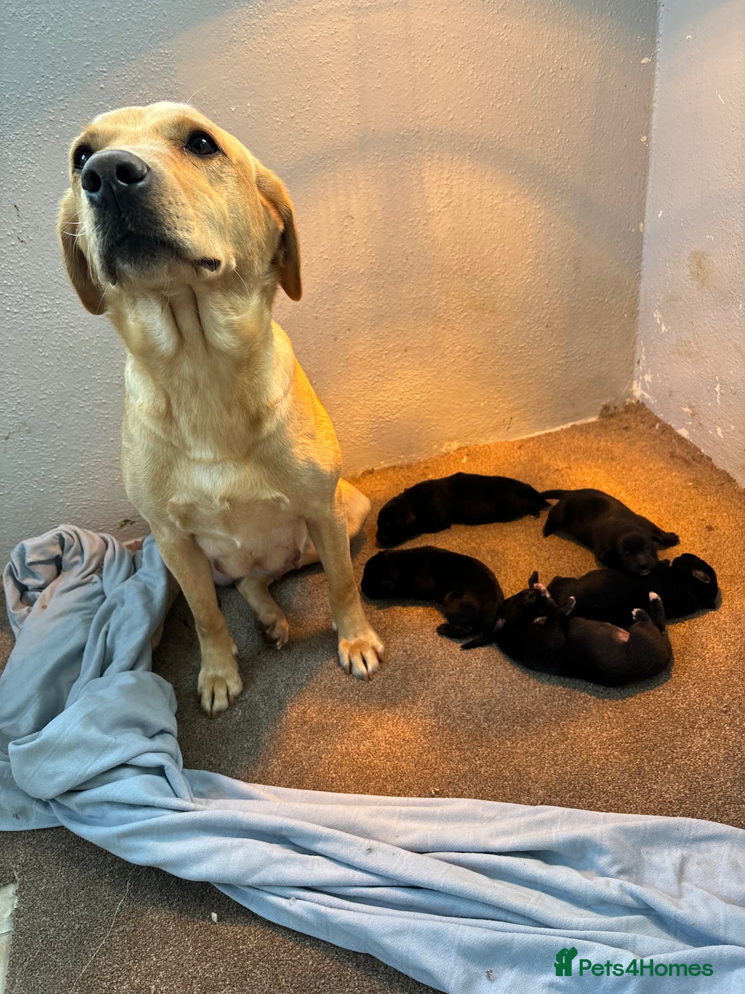 Borador dogs for sale: Labrador X Collie pups - Image 1